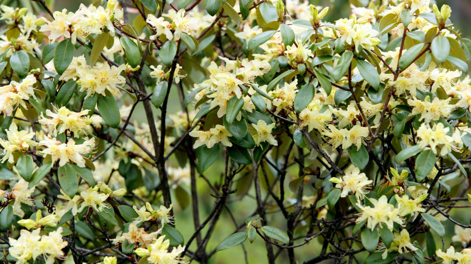 10.黄花杜鹃:为杜鹃花科杜鹃属植物