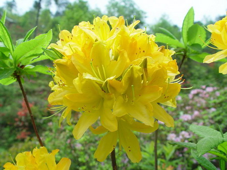 10.黄花杜鹃:为杜鹃花科杜鹃属植物