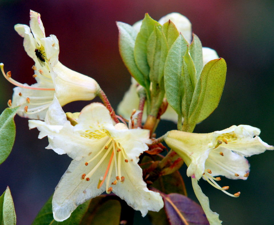 10.黄花杜鹃:为杜鹃花科杜鹃属植物