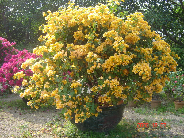 10.黄花杜鹃:为杜鹃花科杜鹃属植物